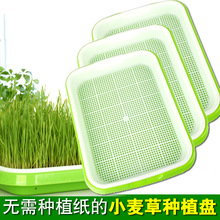 密网塑料种植盘小麦草芽苗菜种植盘PP原料 双层塑料种植盘