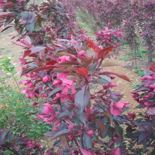 ���̎��6����7���ֺ��Ę�r�� ���Ę�r��Ͱ��ɻ�