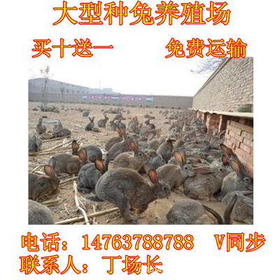 批发养兔子利润怎么样肉兔哪里有卖纯种种兔长毛兔养殖成本与利润