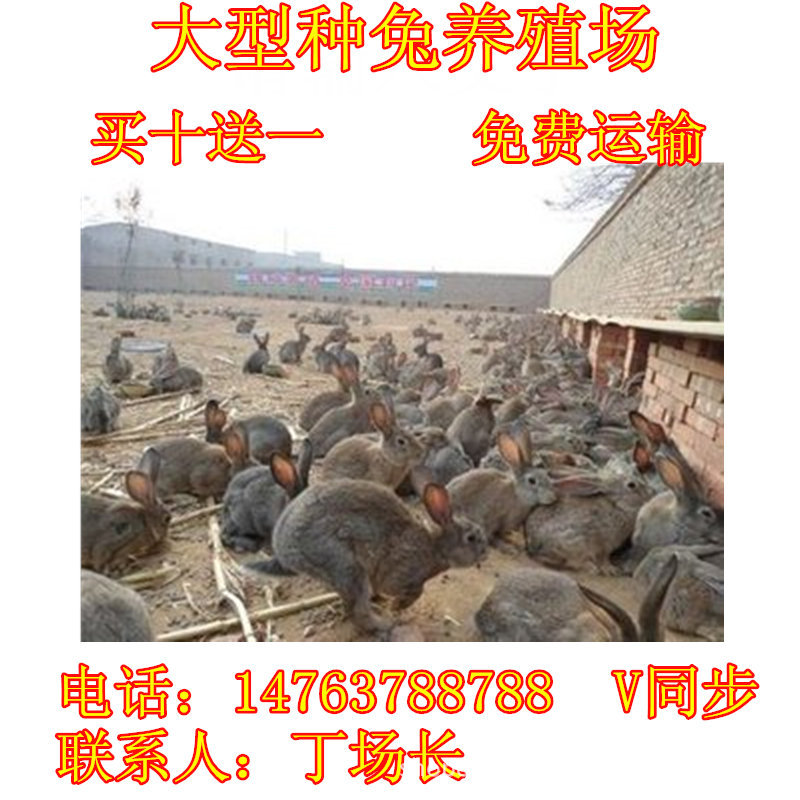 批发养兔子利润怎么样肉兔哪里有卖纯种种兔长毛兔养殖成本与利润