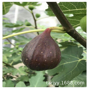 �o���������������� �ձ��Ϲ� �t�ĝ��� ���� �o�����������l