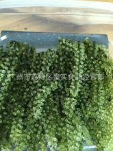 厂家批发海葡萄 寿司原料 鲜活绿色鱼子酱 未泡发的100g可泡250g