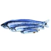 Autumn saury