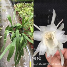 ����ɻ��^��ֲ���^�������k������������