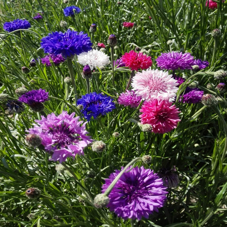 Трава цветок василька семена проекта озеленения сортов полное большое количество скидка может быть оплачена при доставке