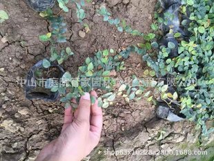 Base Direct Sales, Pilili, Green Radish, Golden Ge, Lingxiao, Mosaic and Lingxiao, Vine, Climbing Vine, Greening Offer