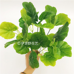 �S��ֱ�N ����ֲ���^�z�ָк����~ ֲ������ɫ�b��~�X�~