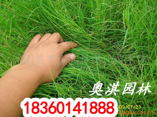 Supply of quality Lawn seed Large concessions