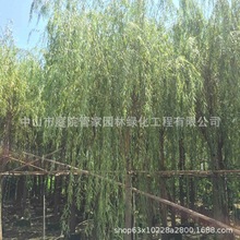 基地直销 垂柳 杨柳 柳树 串钱柳 多规格 厂区 乡村庭院 绿化报价