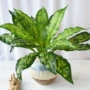 植物仿真手感蕨类插花