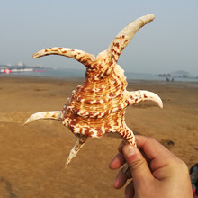 大号六角螺 摆件 爪子螺天然海螺/贝壳/珊瑚