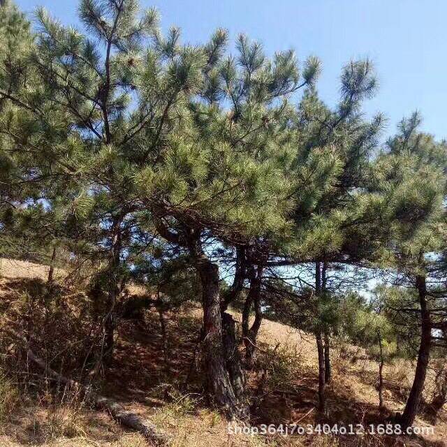 探秘自然奇观——泰山迎客松