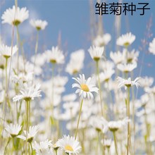 ɢbСrշN  Сrջ _ջNl