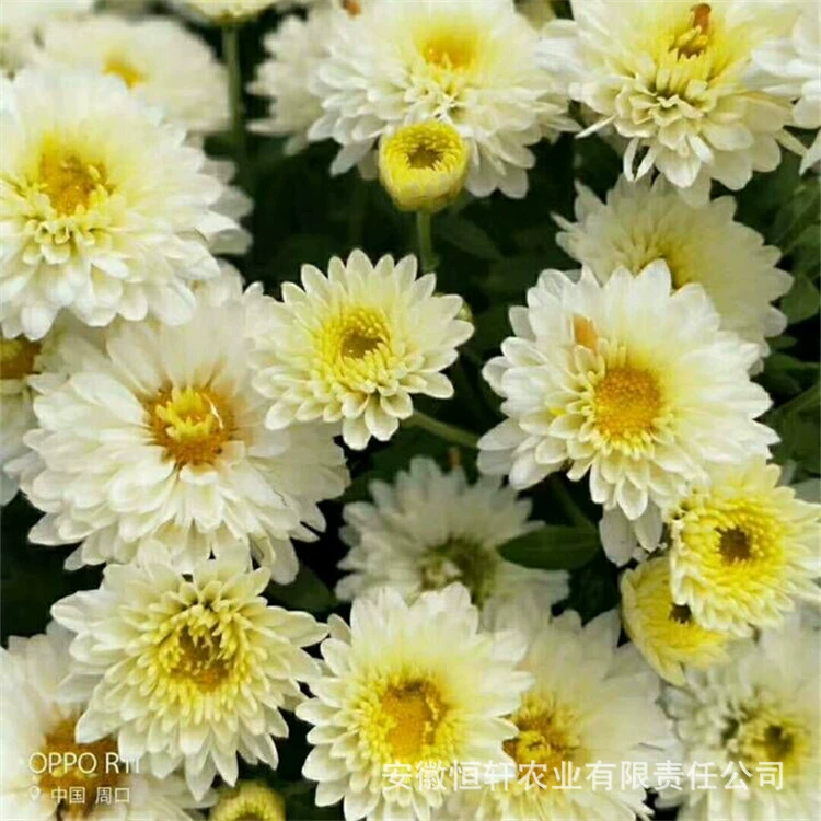 Оптовая и розничная продажа саженцев хризантемы