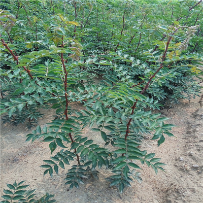 基地批发1米高大红袍花椒树 狮子头花椒树 无刺花椒树|ru