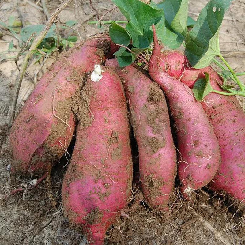 Anhui Dangshan Sand sweet potato fresh Farm 5 pounds Roasted sweet potato Hong potato Sweet potato On behalf of