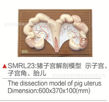 SMRL23猪子宫解剖模型