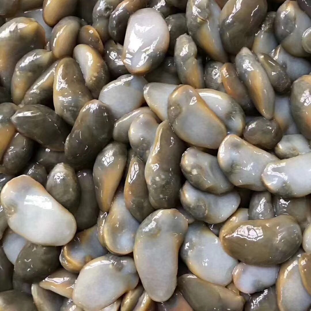 舟山贝壳类海鲜大全,舟山海鲜贝壳_文秘苑图库