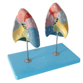 专业生产 人体肺段分区模型 呼吸系统肺 人体解剖模型教学