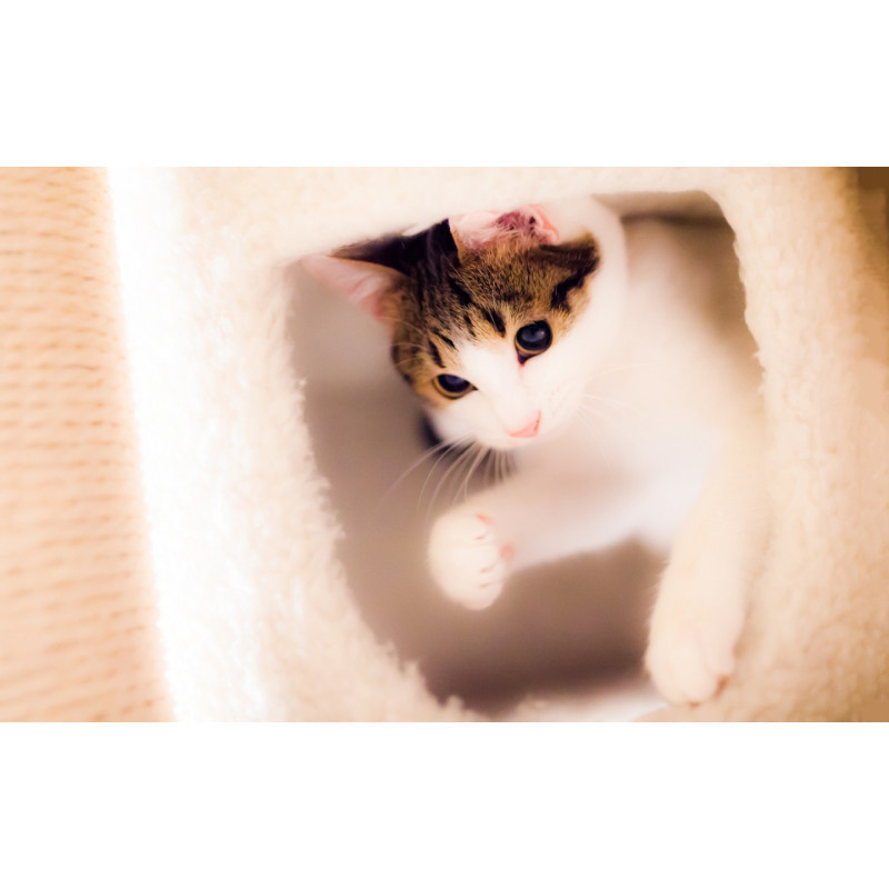 PRE环境奥克斯窗式单冷机先采9-改下名称