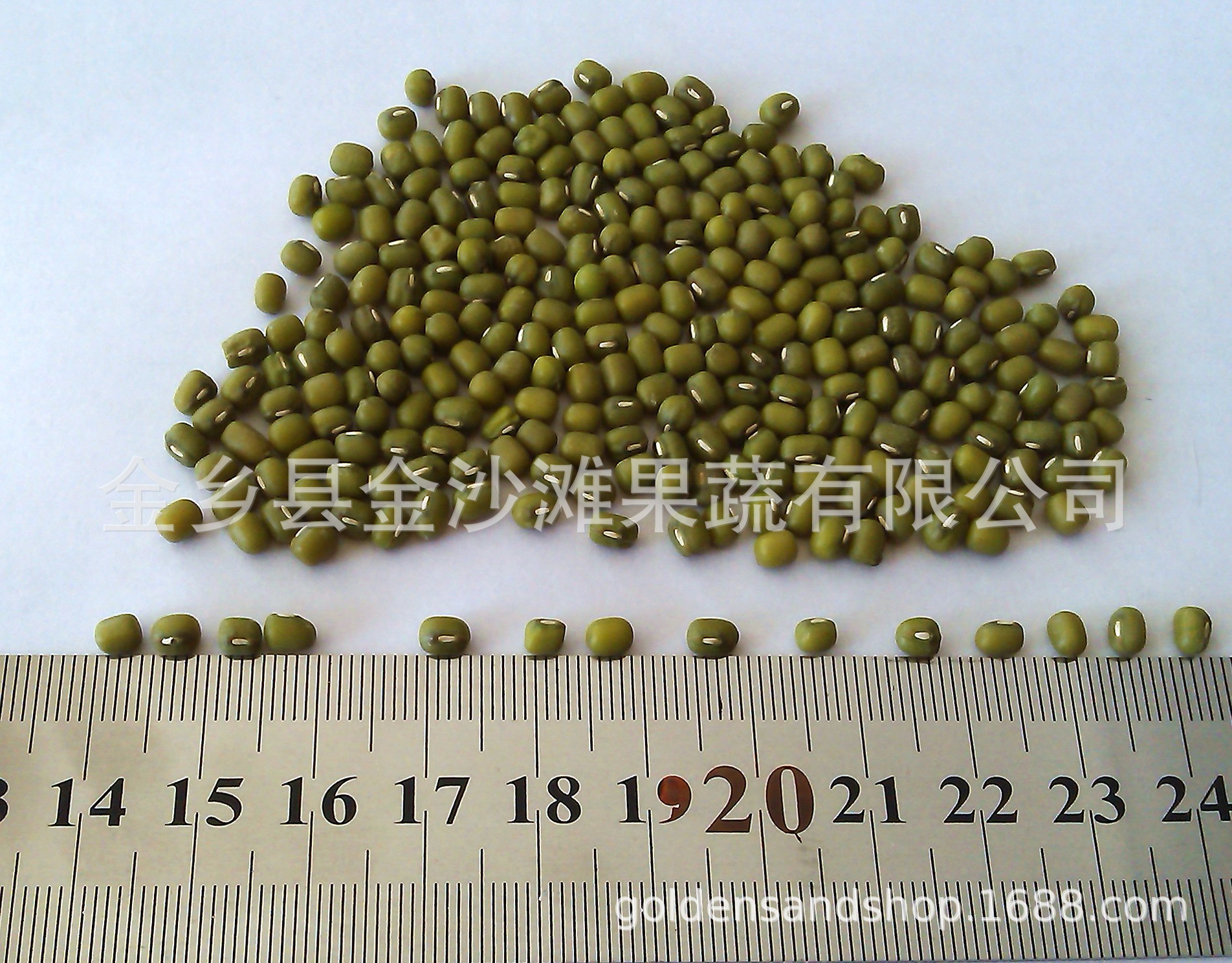 mung bean for harvest (1)