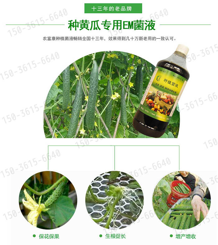 种黄瓜用的益生菌微生物制剂