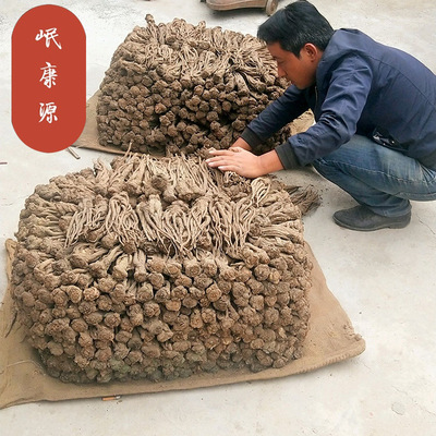 当归大量批发 甘肃岷县当归 传统食用农产品当归条10支厂家直供|ru