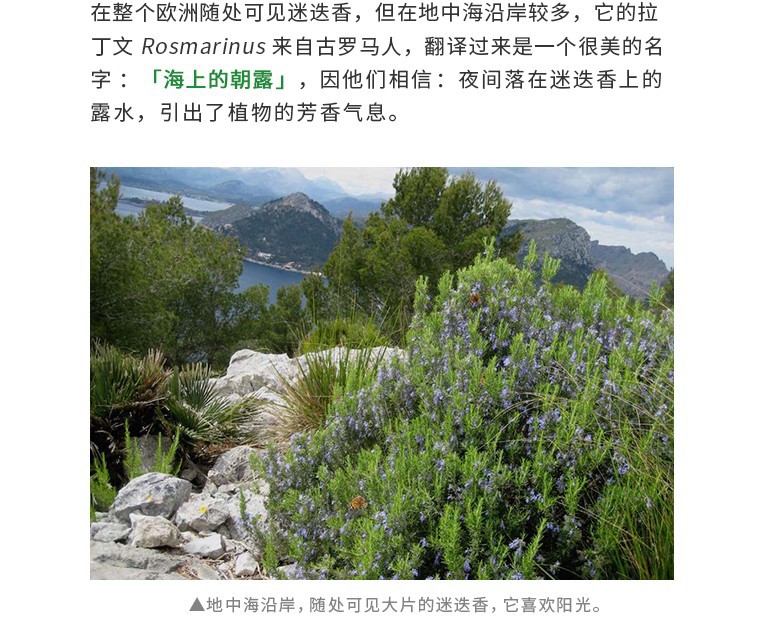 迷迭香精油详情页2