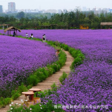 青州花卉基地批发马鞭草苗 花海绿化景观工程宿根花卉柳叶马鞭草