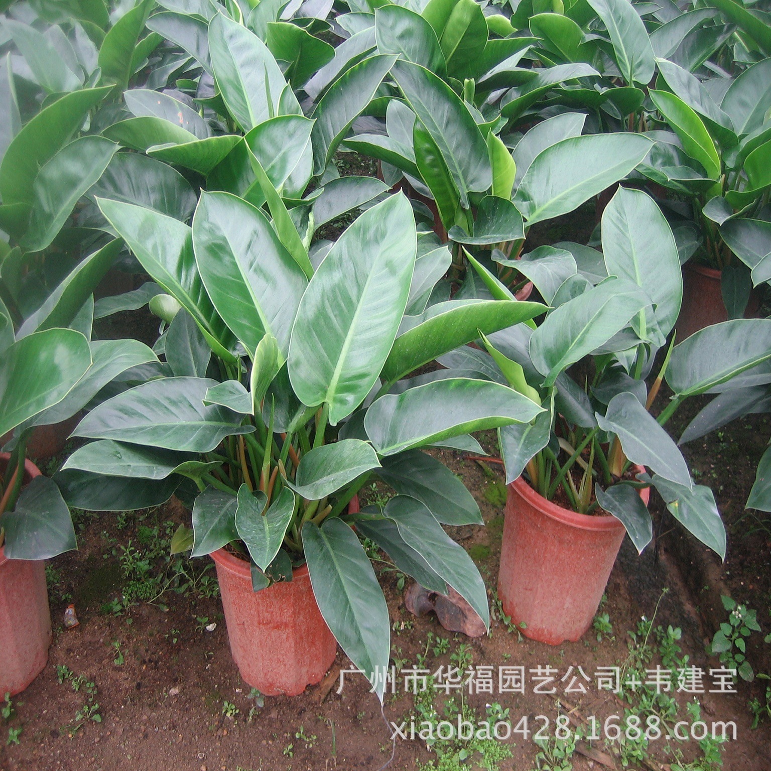 [Welcome to wholesale and purchase] A large amount of gardens supply…