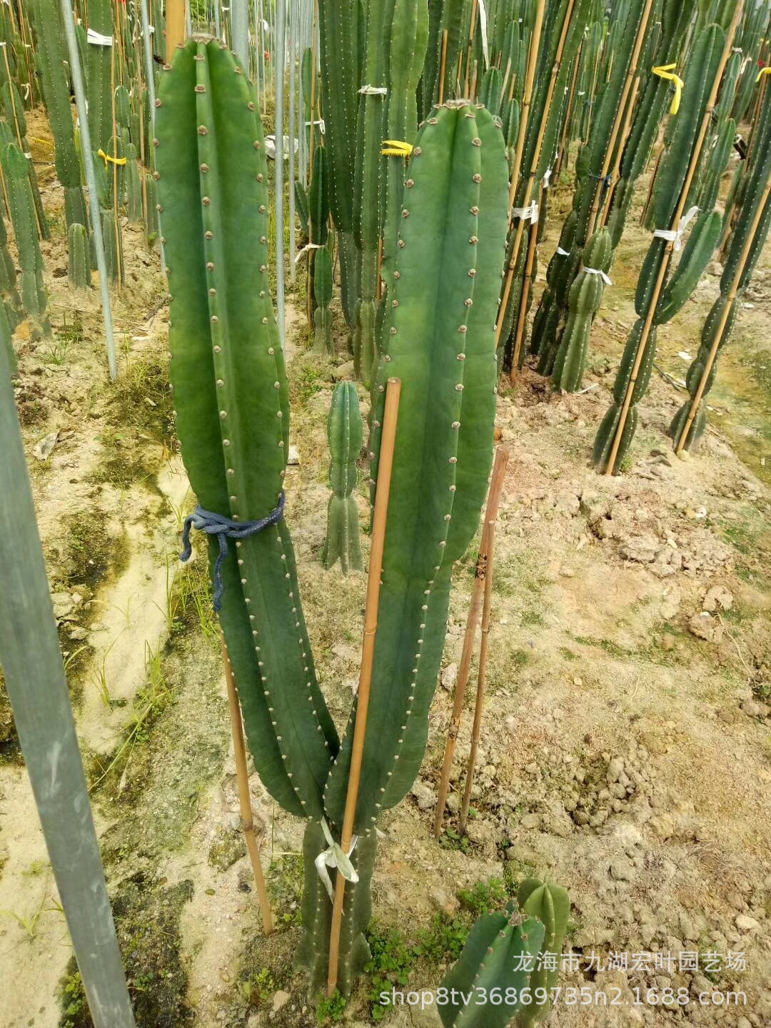 仙人柱 量天尺 1.-1.2米多头仙人掌铁柱景观多肉沙生植物-阿里巴巴