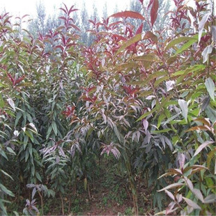 ���l  ��֦�c80�������ϱ��Ҙ�؛Դ���� ���Ҙ�Ҏ��ȫ