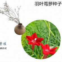 羽叶茑萝种子 掌叶茑萝 妙植种子室内阳台盆栽四季易种植物花籽