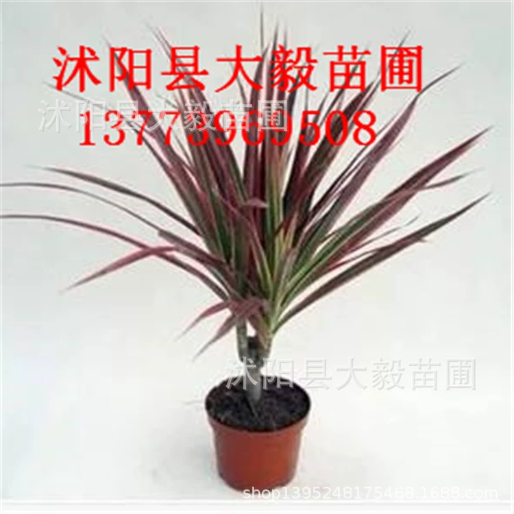 Поставка красочного железа разноцветного дерева триколор крови дракона Крытая очистка воздуха в горшке большое количество скидка