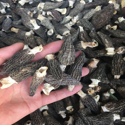 雲南羊肚菌土特産幹貨菌菇剪腳柄帶腳柄肉厚産地直供淨重100克