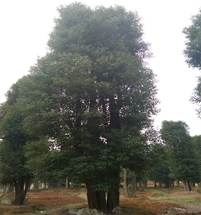 mmexport1520384052971