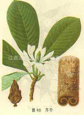 厂家批发 厚朴提取液 萃取原液 植物提取液 按摩液