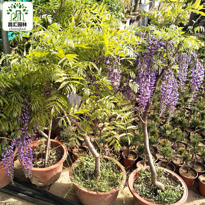 陽台花園屋頂牆體多花植物盆栽紫藤蘿花 四季花卉紫藤蘿