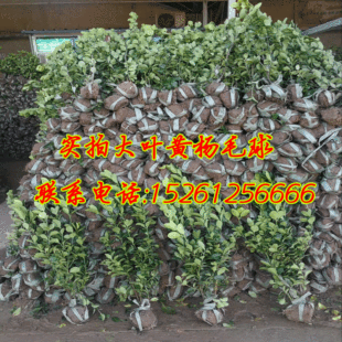 ���~�S����  ������ �@�־G���� ���~�S���� ���� �G�h ���~�S��