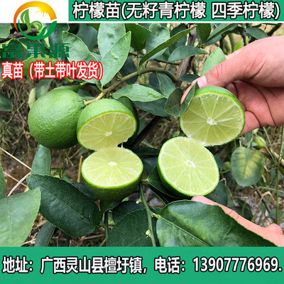 Taiwan Four seasons Seedless Green Lemon Fruit tree seedlings Pellicle Tahiti Seedless Lime Potted