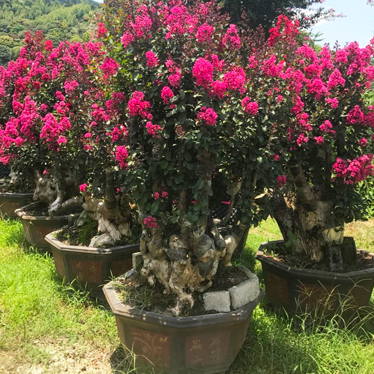 紫薇樁