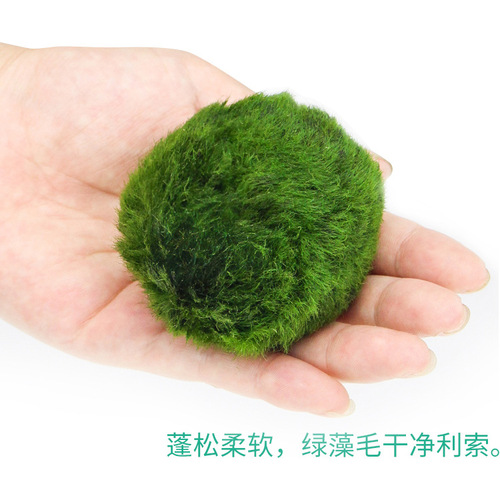 Green algae balls wholesale 3-4cm ornamental real aquatic plants live fish tank aquarium landscaping decoration small seaweed balls