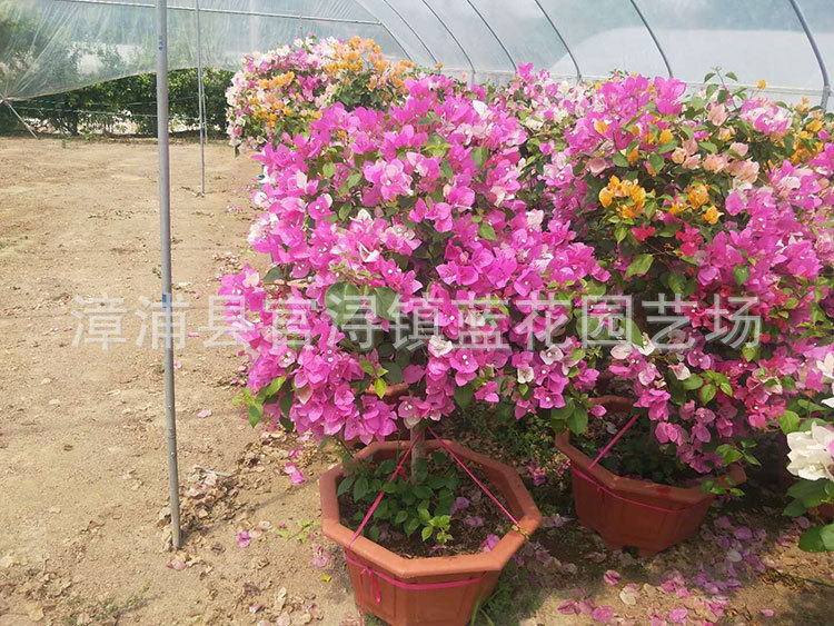 多花三角梅,价格380元 (5).jpg