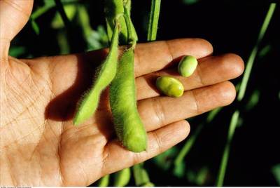 绿色农产品非转基因产品大豆 黄豆 豆制品炒货零食专用豆|ms