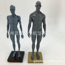 女30cm艺用人体模型肌肉骨骼解剖人体结构美术模型CG绘画雕塑教学