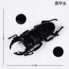Black beetle