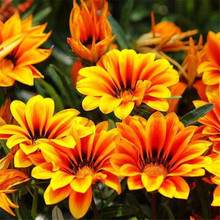 散装勋章菊种子 春季易种春播 室内阳台盆栽花草花卉种子花籽批发