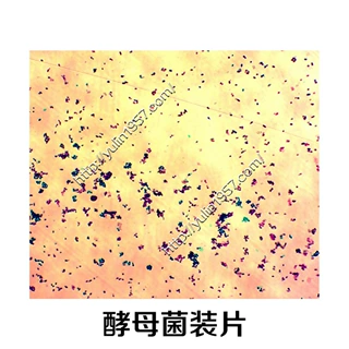 生物切片标本显微镜用微生物切片 微生物  酵母菌装片
