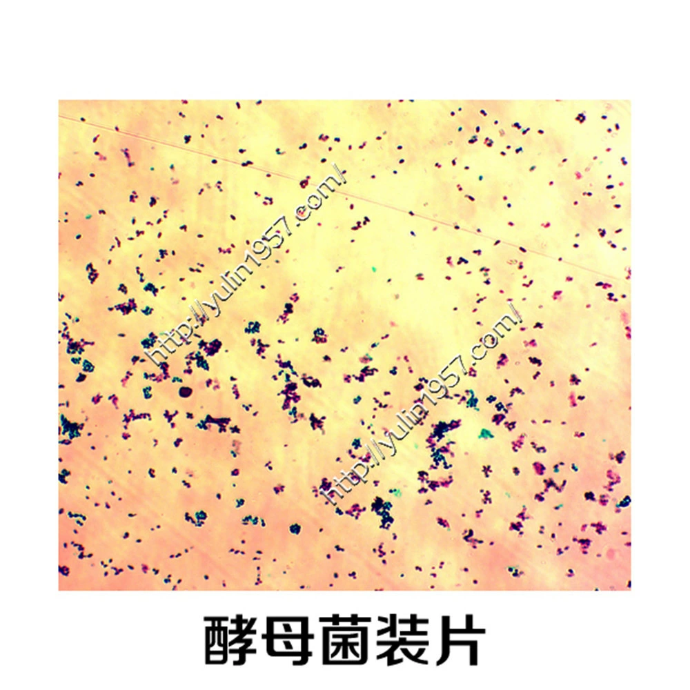 Bio -sliced specimen Microscope Microscopy Microbial Microbial Yeast Platform
