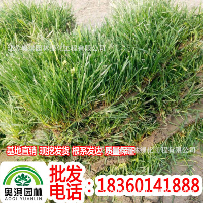 Sell green Lawn turf Evergreen Tall fescue Manila Poa White Clover Lawn